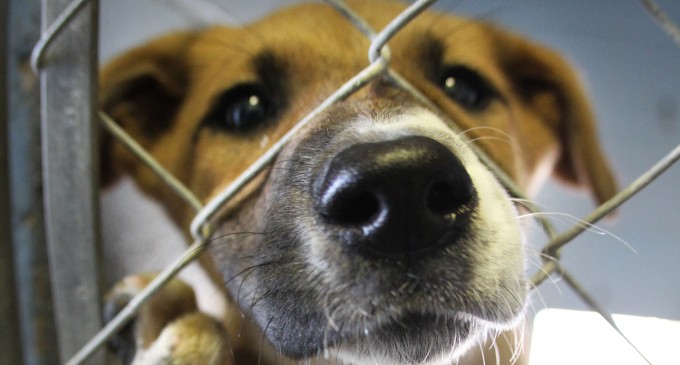 Distemper virus threatens local dogs