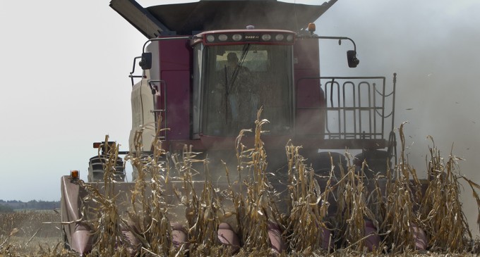 Drought depletes hog herds; bacon shortage on horizon