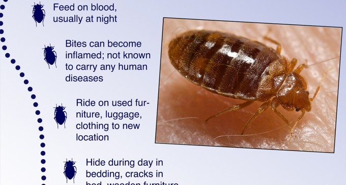 Creepy critters crawl onto campus: Bedbugs displace SoRo residents
