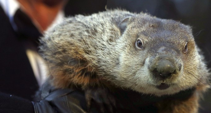 Groundhog handler takes blame