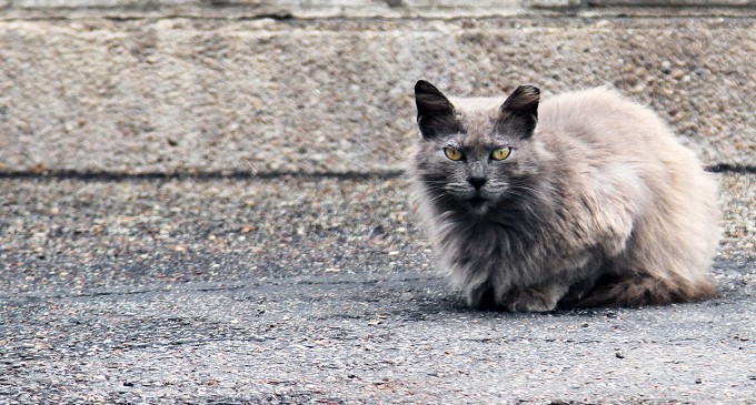 Central Texas plagued by rabies