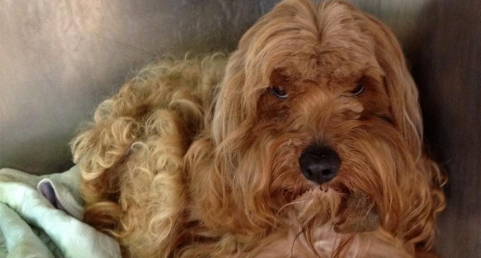 Local shelters take in West pets