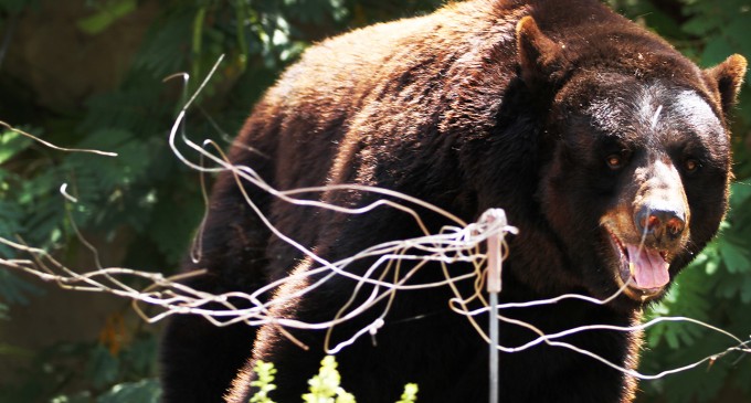 A day guide to Bear Country