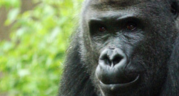 Antisocial gorilla being shown the door