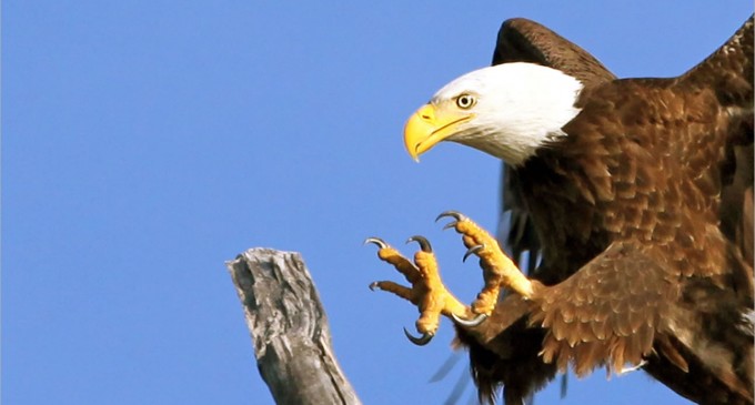 New nest tower set to give birds a safe place to land