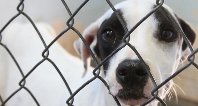 Clinic offers services to low-income pet owners