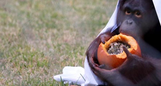 Zoo Boo draws cute kids, creepy costumes