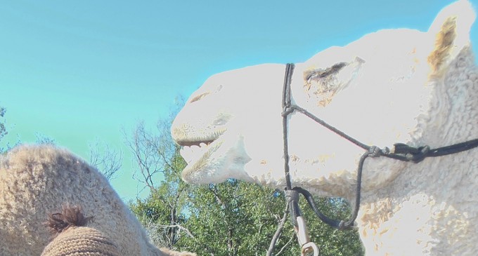 Digging up past: Waco site celebrates fossil discoveries