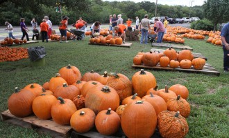 Pumpkin-flavored everything represents autumn season