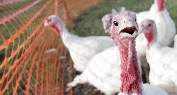 Gobblers get good life, healthy upbringing