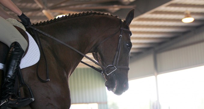 Equestrian’s Berg finishes second in The Sun Circuit Shootout