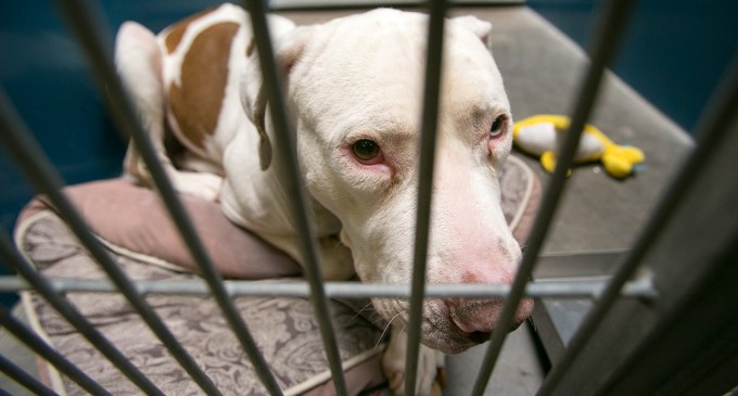 In the doghouse: Some breeds banned on campus