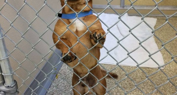 Dog escapes Texas yard, ends up in Ohio