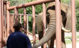 A day in the life of a Cameron Park Zoo Handler
