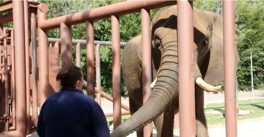 A day in the life of a Cameron Park Zoo Handler