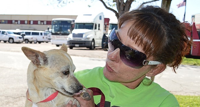 Humane Society helps animals return home