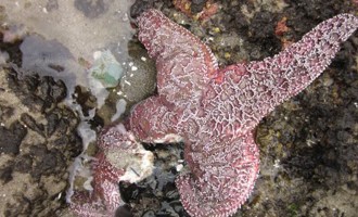 Pacific Ocean’s massive starfish die-off linked to mystery virus