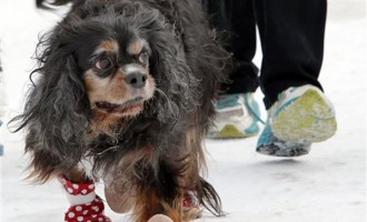 Frosty paws: Dog owners purchase footwear to protect canines from salt, ice Frosty paws: Dog owners purchase footwear to protect canines from salt, ice