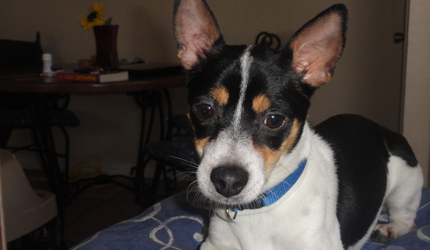 Point of View: Teaching an old dog a new trick: Christ called us to love all