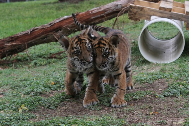 The Cameron Park Zoo is adding twin tiger cubs to the exhibit on Oct. 27, 2011. Photo credit: Lariat file photo