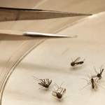 Dallas West Nile