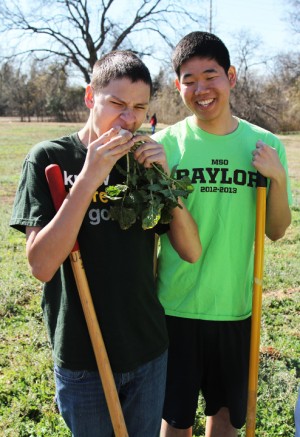 Caddo Mills freshman G.P. Ippolito and Valencia, Calif. freshman Sam Lee take a break from volunteering while Sam bites into one of the farm’s many vegetables at the Urban Training Farm in East Waco for the Martin Luther King Day of Service on Monday, Jan. 21, 2013.  Travis Taylor | Lariat Photographer