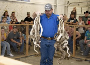 A member of Rattlesnake Republic shows off a nest of snakes to an audience during the 2012 Rattlesnake roundup in Oglesby. This year’s roundup will kick off at 7 a.m. Saturday and run through Sunday afternoon. (Courtesy Photo)
