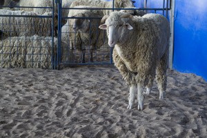 Lambs are some of the many animals on display at the Houston Rodeo and Livestock Show. (Ashley Pereyra| Reporter)