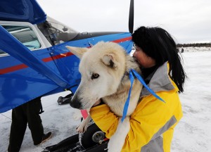 Kidron Flynn carries a dropped dog to an Iditarod Air Force plane during the Iditarod Trail Sled Dog Race, Wednesday, March 6, 2013, at Nikolai Airport in Nikolai, Alaska. (AP Photo/The Anchorage Daily News, Bill Roth) 