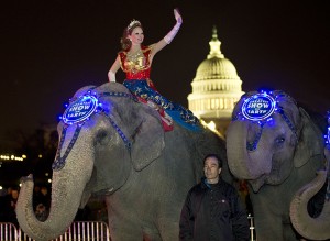 A performer waves as elephants with the Ringling Bros. and Barnum & Bailey show, pause for a photo opportunity on 3rd Street in front of the U.S. Capitol on their way to the Verizon Center, to promote the show coming to town, Tuesday, March 19, 2013, in Washington. (AP Photo/Alex Brandon)