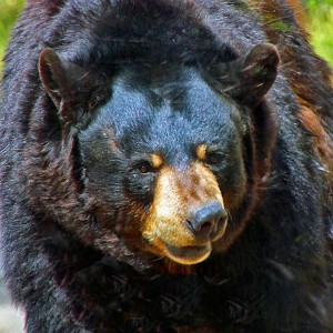 Cameron Park Zoo will host its annual Beasts ’N Blooms & Earth Day at 9 a.m. Saturday. This year, the zoo will have a special focus on how to protect bears.  (Courtesy Photo)
