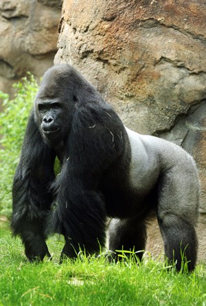 This undated photo provided by the Dallas Zoo shows Patrick. The Dallas Zoo on Monday announced they planned transfer the anti-social gorilla to the Riverbanks Zoo and Garden in Columbia, S.C. for a more solitary existence. His response to female gorillas ranged from indifference to aggression. (AP Photo/Dallas Zoo)