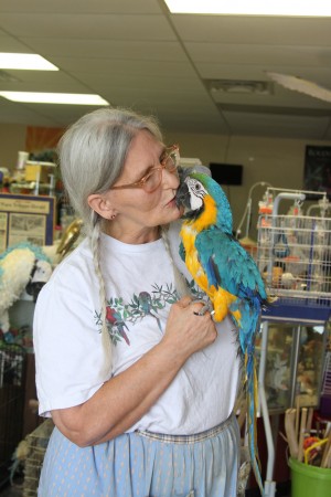 Ramona Parker plays with two of her birds, Buddy and Kasey, in her store Ramona's Parrots on Thursday, September 19, 2013. Travis Taylor | Lariat Photo Editor