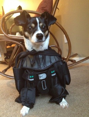 Darth Wylee, a rat terrier and beagle mix won the Lariat’s Best Pet Costume contest. This 2.5 year old winner is owned by Jared Payton, director of University Parks. (Courtesy Photo)