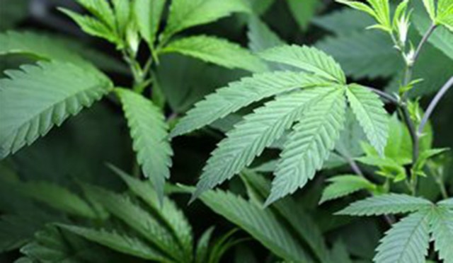 Washington state approves rules for pot industry