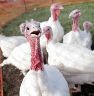 Turkeys at the World Hunger Relief farm on Monday, November 18, 2013.  Travis Taylor | Lariat Photo Editor