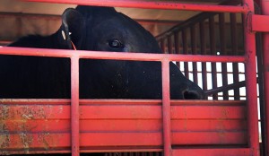 The rogue bull that escaped from Jager Veterinary Clinic on Tuesday afternoon was cornered and roped on a lot off Third and LaSalle streets. 