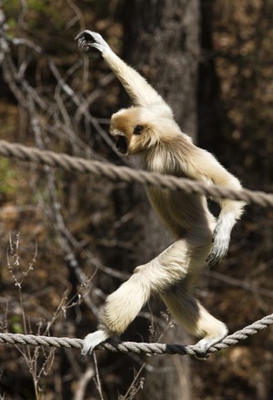 A white-handed gibbon tightrope walks across a rope bridge on Wednesday, March 12 on Gibbon Island in Cameron Park Zoo.  The white-handed gibbon, which is native to Thailand, Burma, and Malaysia, has arms that are twice as long as it's body.   