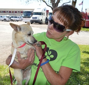 Marcy Russo, coordinator at the Humane Society of Central Texas, helps animals displaced after the West fertilizer explosion on April 17, 2013. The Human Society housed over 100 animals such as dogs, cats, lizards, chickens and more.