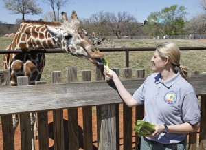 Dr. Gretchen Cole, associate veterinarian at the Oklahoma City Zoo, feeds Ellie, a giraffe at the zoo, in Oklahoma City, Friday, April 4, 2014. Ellie's six-month-old daughter, Kyah, will undergo a radical surgery early next week that Oklahoma State University veterinarians hope will save her life. Kyah will undergo surgery at Oklahoma State University to repair a vessel in her heart that has wrapped around her esophagus, making it difficult for her to eat solid foods, at a time when her mother is trying to wean her. (AP Photo/Sue Ogrocki)