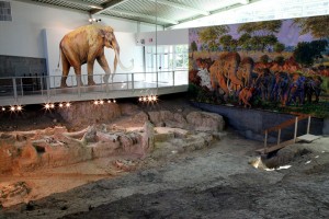 The Waco Mammoth Site displays the only discovered nursery herd of Columbian Pleistocene mammoths in the U.S.Courtesy Art