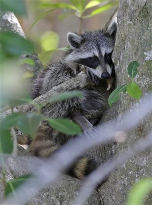In this photo taken Monday, a raccoon rests on a tree at Bill Baggs Cape Florida State Park in Key Biscayne, Fla. Voters this Election Day will decide whether billions of dollars should be set aside for parks and preservation.Associated Press