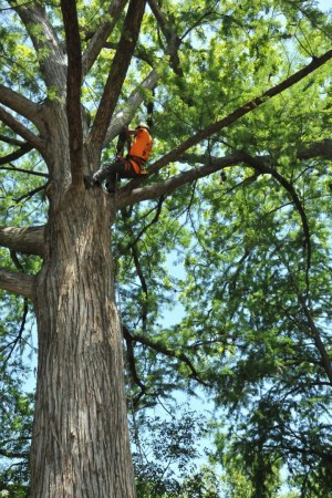 A man scrambles up a cypress tree during the tree climbing competition that took place in New Braunfels earlier this year. It was hosted by the Texas Chapter of International Society of Arboriculture.Courtesy Art