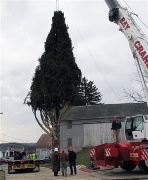Workers cut down an 85-foot Norway spruce tree that was donated to Rockefeller Center by a Pennsylvania couple.Associated Press