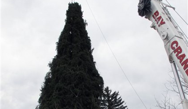 Rockefeller Plaza receives free tree