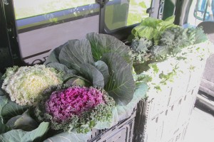 World Hunger Relief’s Veggie Van debuts at the Waco Downtown Farmers Market Saturday. The van was created with the purpose of providing access to affordable produce in areas of the city where access to these resources is scarce for low-income Wacoans. Skye Duncan | Lariat Photo Editor