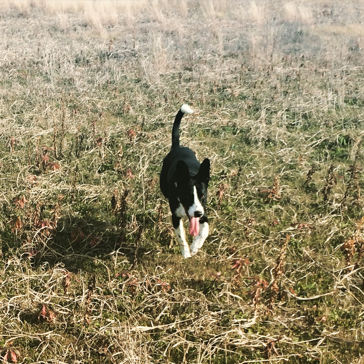 Blog 7 Things That Happen When You Bring Your Dog to College The