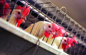 In this Sept. 10, 2008 photo, chickens huddle in their cages at an egg processing plant at the Dwight Bell Farm in Atwater, Calif. The government is seeking to make chicken and turkey safer with new food standards. | Associated Press