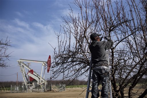 A farmworker ties almond tree branches with strings as a pumpjack operates near the orchard, Friday, Jan. 16, 2015, in Shafter, Calif. California regulators authorized oil companies more than 2,500 times to inject wastewater and other production-related fluids into federally protected aquifers potentially suitable for drinking and watering crops in the nations agricultural center, state records show. (AP Photo/Jae C. Hong)