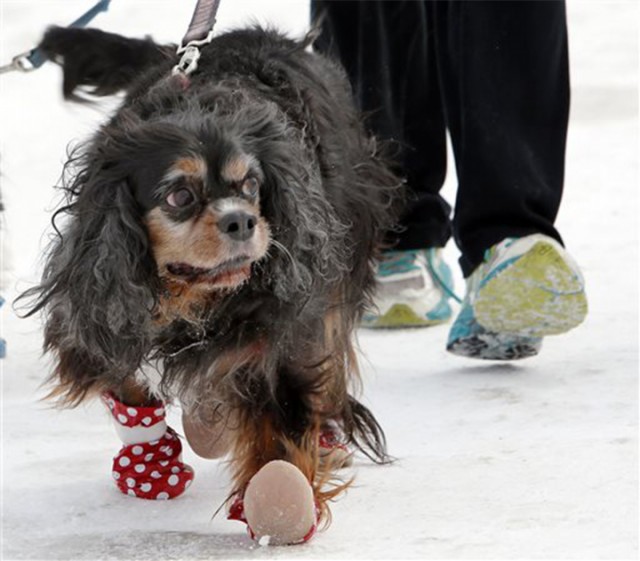 Frosty paws: Dog owners purchase footwear to protect canines from salt, ice